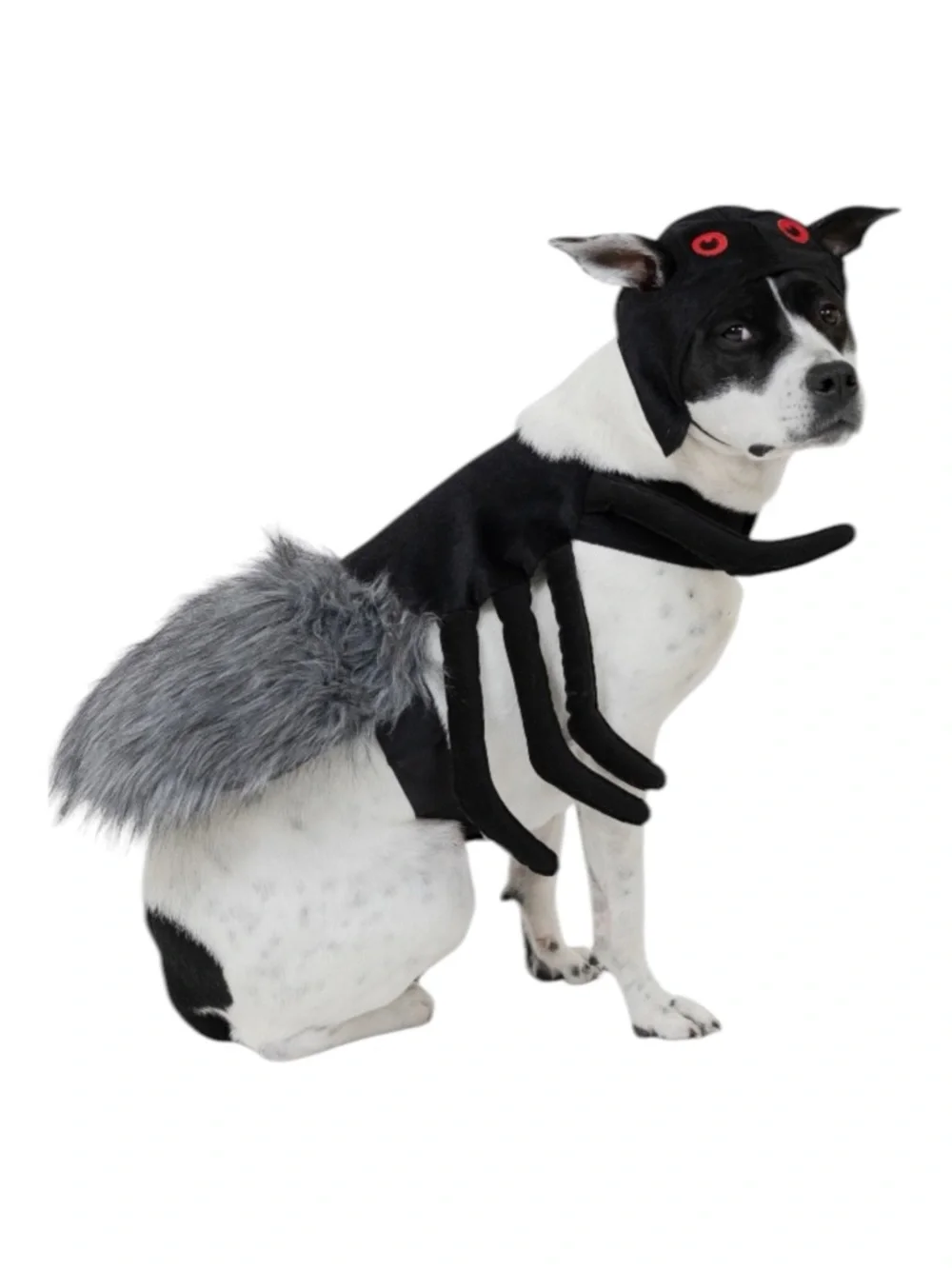 Vibrant Life Halloween Spider Costume for Dogs, Black, Medium